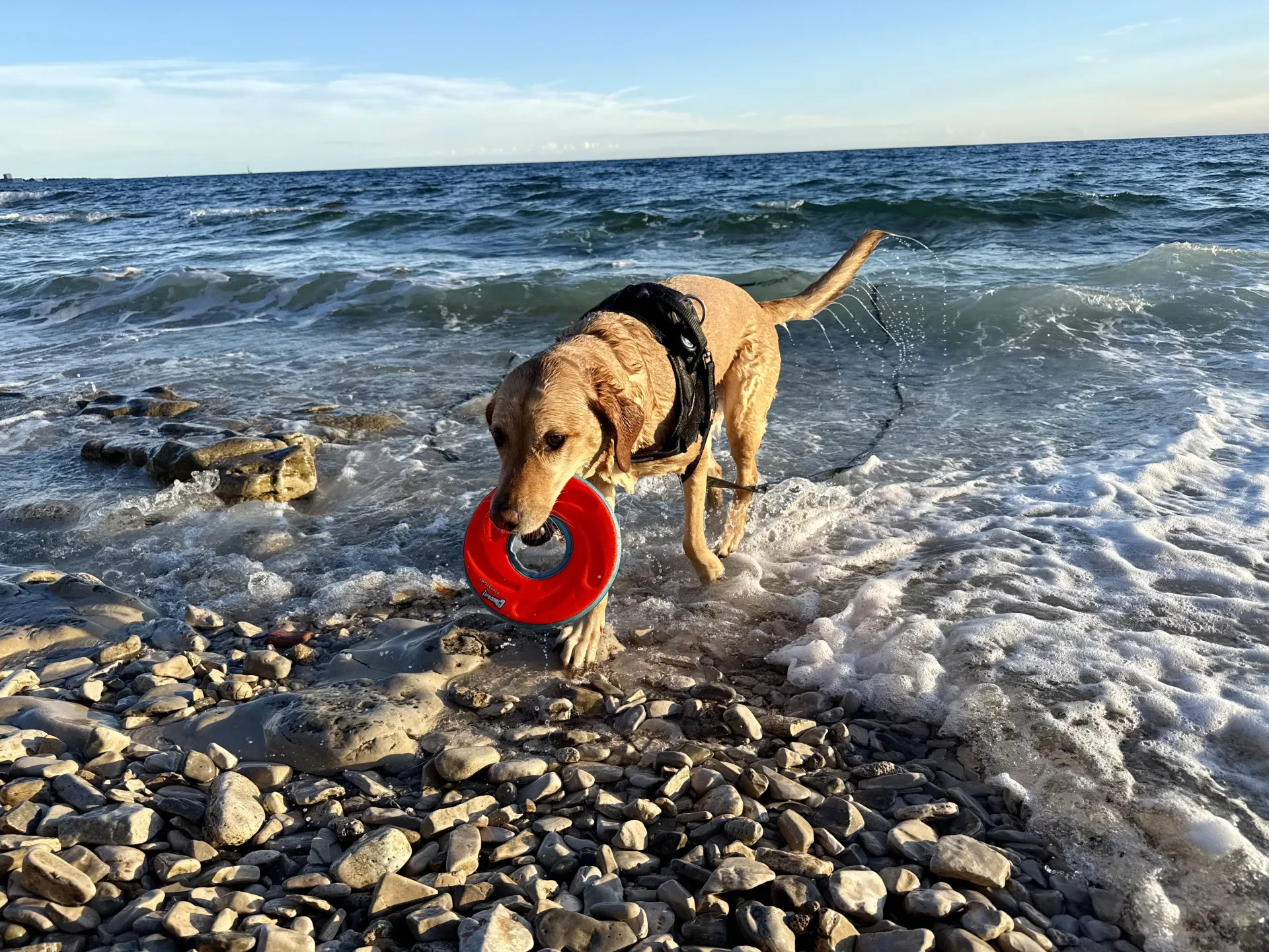 Hunde sind toll!